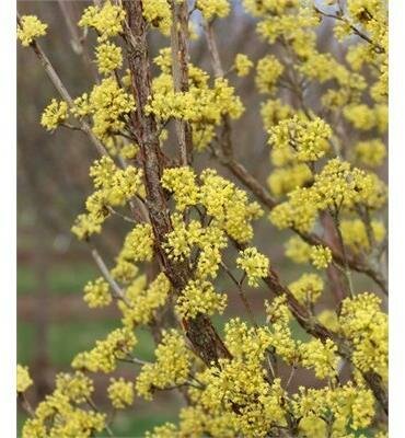 Saffron Sentinel Cornelian Cherry Tree