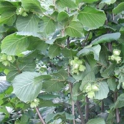 McDonald Edible Hazelnut Tree