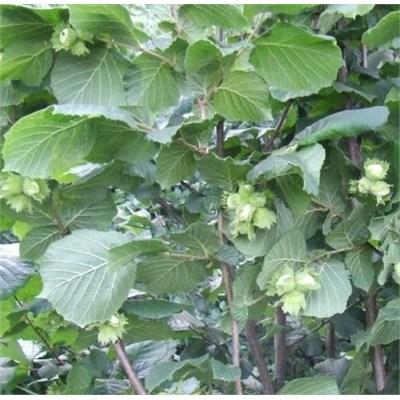McDonald Edible Hazelnut Tree
