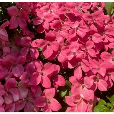 Scarlet Fire Japanese Dogwood