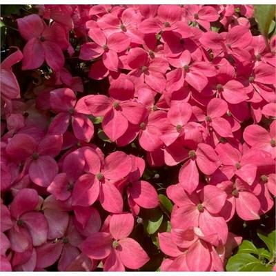 Scarlet Fire Japanese Dogwood