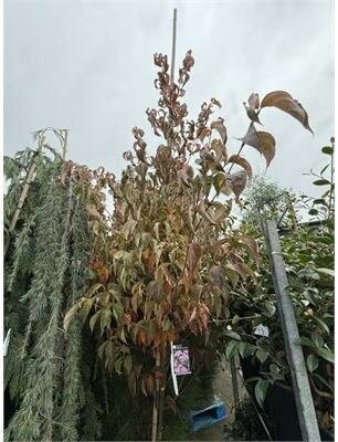 Scarlet Fire Japanese Dogwood - image 2