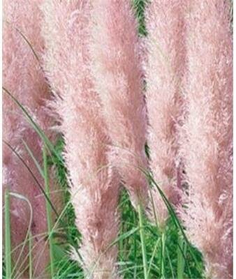 Pink Feathers Pampas Grass