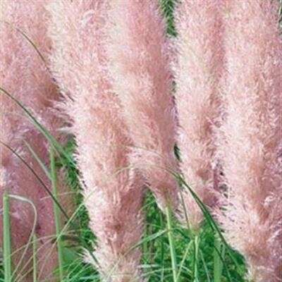 Pink Feathers Pampas Grass