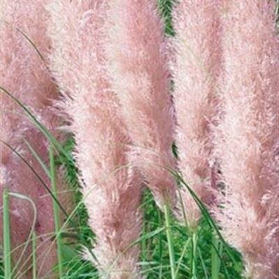 Pink Feathers Pampas Grass - image 2