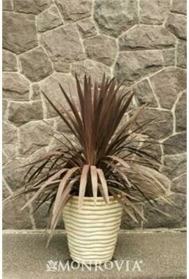 Red Star Draceana Palm