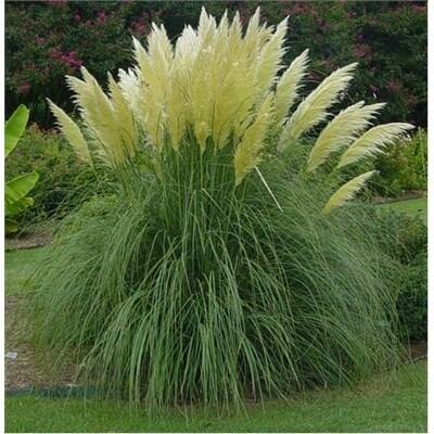 White Pampas Grass