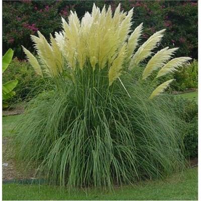 White Pampas Grass