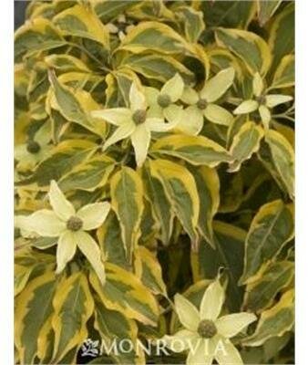 Summer Gold Dogwood