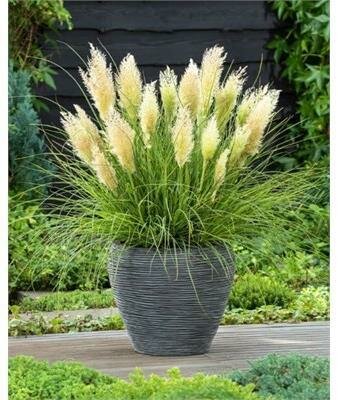 Tiny Pampa Pampas Grass