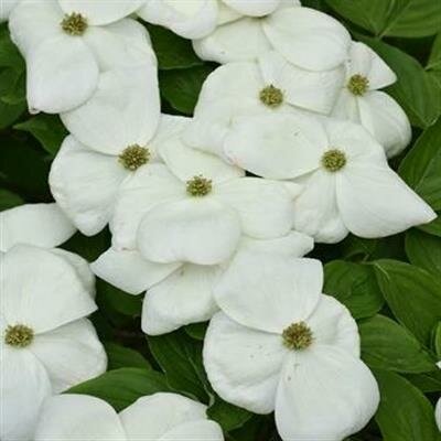 Aurora Flowering Dogwood