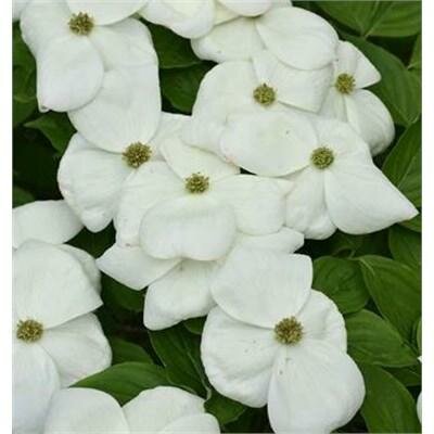 Aurora Flowering Dogwood