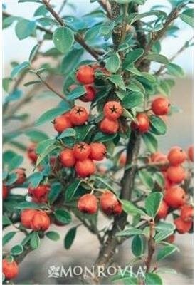 Groundcover Cotoneaster