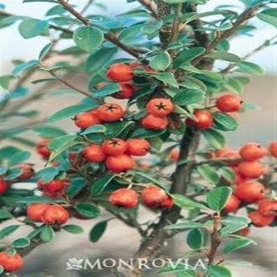 Groundcover Cotoneaster