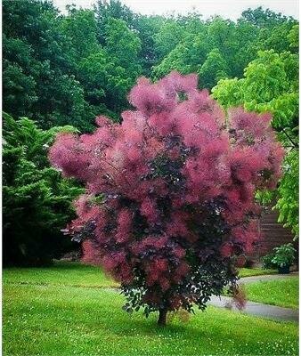 Royal Purple Smoke Bush