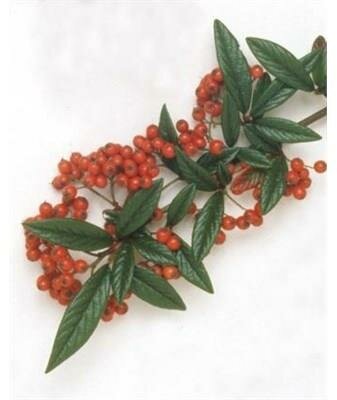 Willow-Leaf Cotoneaster