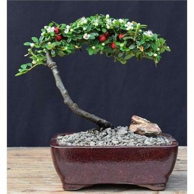 Strieb's Findling Cotoneaster pre-Bonsai