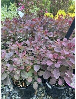 Velveteeny Dwarf Royal Purple Smoke Bush