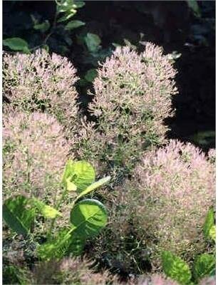 Young Lady Smoke Bush