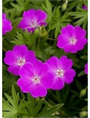 Max Frei Cranesbill