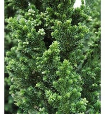 Black Dragon Japanese Cedar
