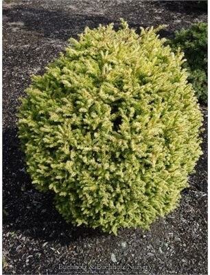 Golden Promise Japanese Cedar