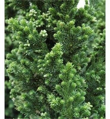 Black Dragon Japanese Cedar
