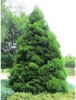 Rein's Dense Jade Japanese Cedar