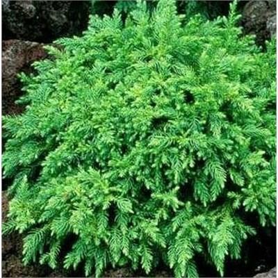 Koshyi Japanese Cedar