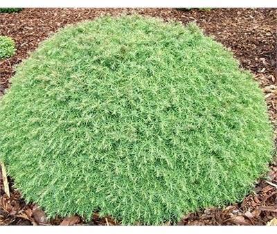 Mushroom Japanese Cedar