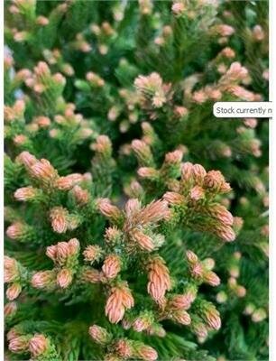 Black Dragon Japanese Cedar