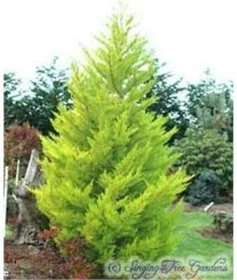 Goldcrest Lemon Cypress