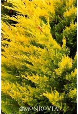Gold Rider Leylandi Cypress