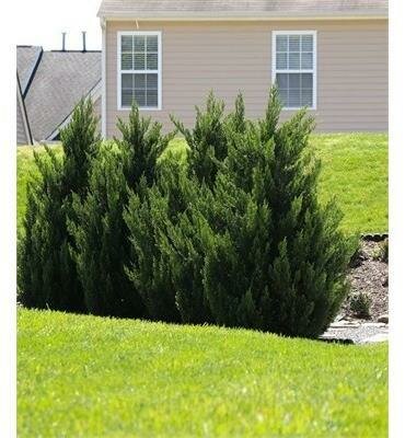 Green Rocket Leyland Cypress