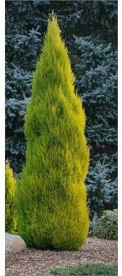 Lemon Cypress