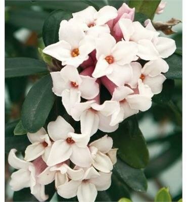 Eternal Fragrance Daphne