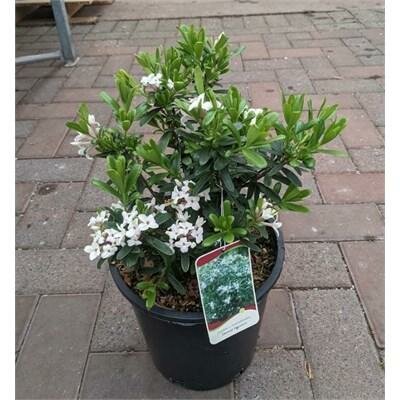 Eternal Fragrance Daphne