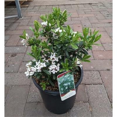 Eternal Fragrance Daphne