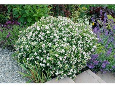 Eternal Fragrance Daphne