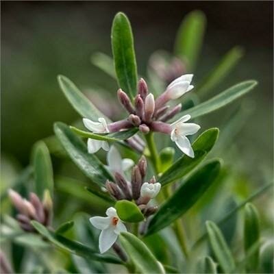 Eternal Fragrance Daphne