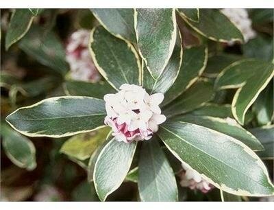 Marginata Daphne
