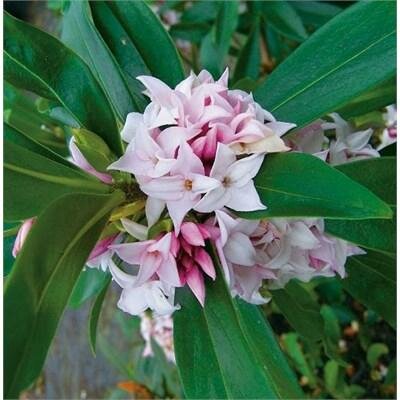 Perfume Princess Daphne Odora - image 1