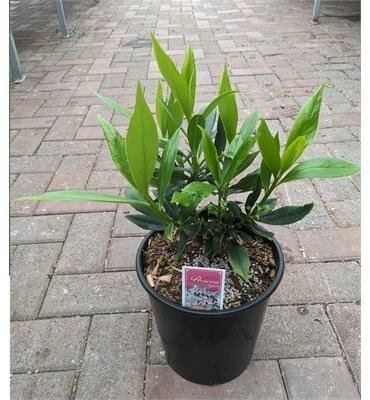 Perfume Princess Daphne Odora - image 2