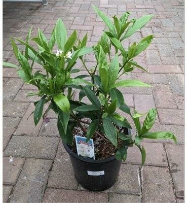 White Perfume Princess Daphne Odora - image 1