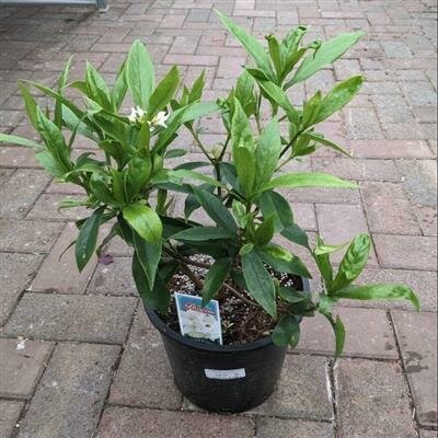 White Perfume Princess Daphne Odora - image 2