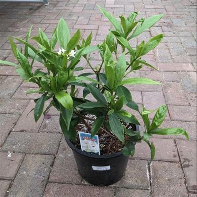 White Perfume Princess Daphne Odora - image 2