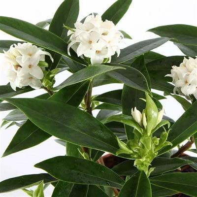 White Perfume Princess Daphne Odora - image 4