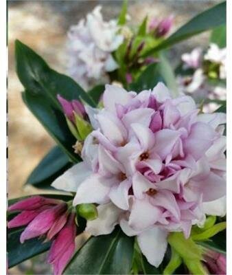 Perfume Princess Daphne Odora