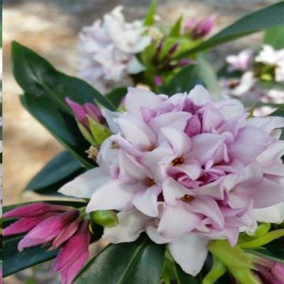 Perfume Princess Daphne Odora - image 2