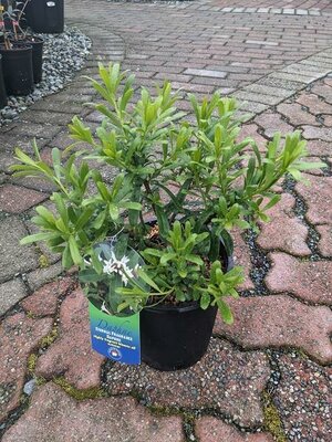 ETERNAL FRAGRANCE DAPHNE - image 1